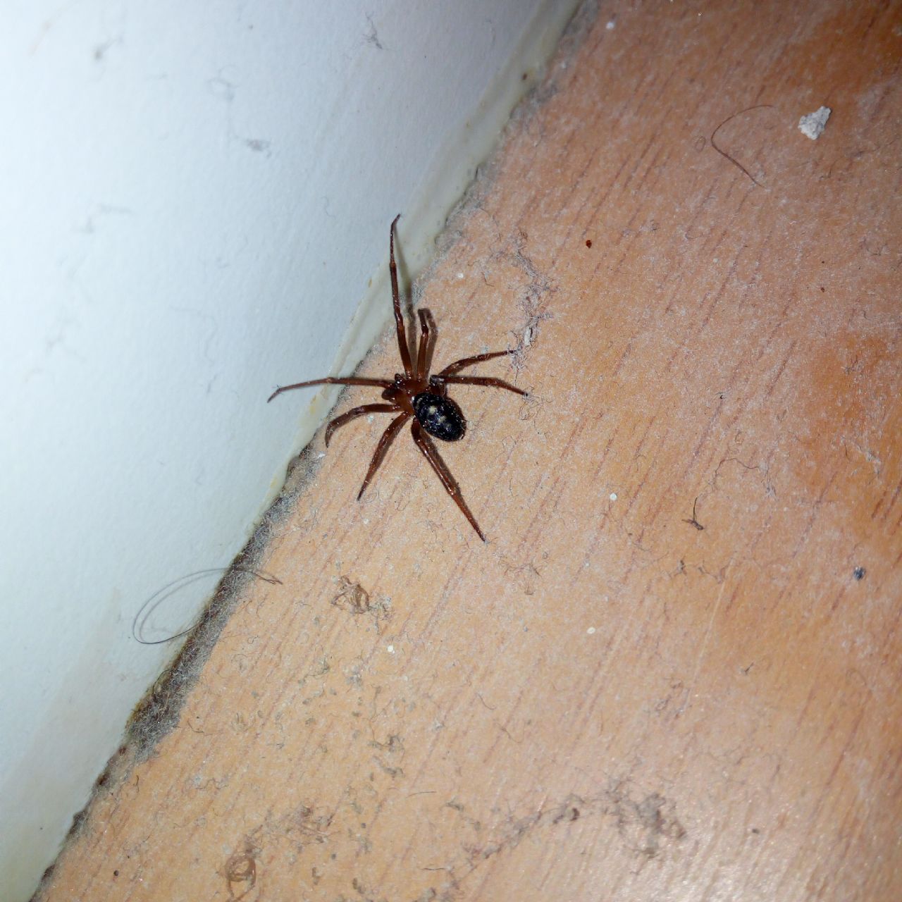 Steatodota grossa??  Steatoda grossa - Santarcangelo di Romagna (RN)